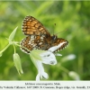 melitaea caucasogenita daghestan male2